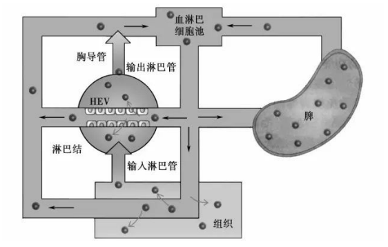 解密干細胞三大機制之一:“歸巢效應”