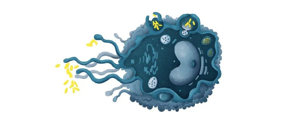 巨噬細胞的“雙面人生”：是天使，也是魔鬼