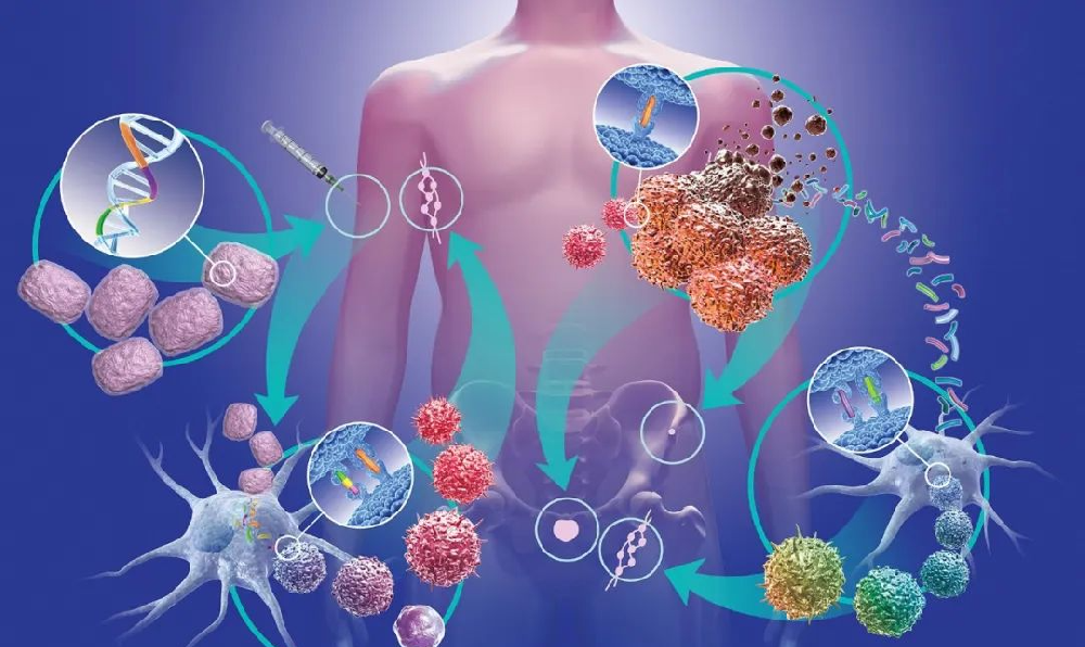 免疫細胞療法，一定要等到生命的最后才使用嗎？