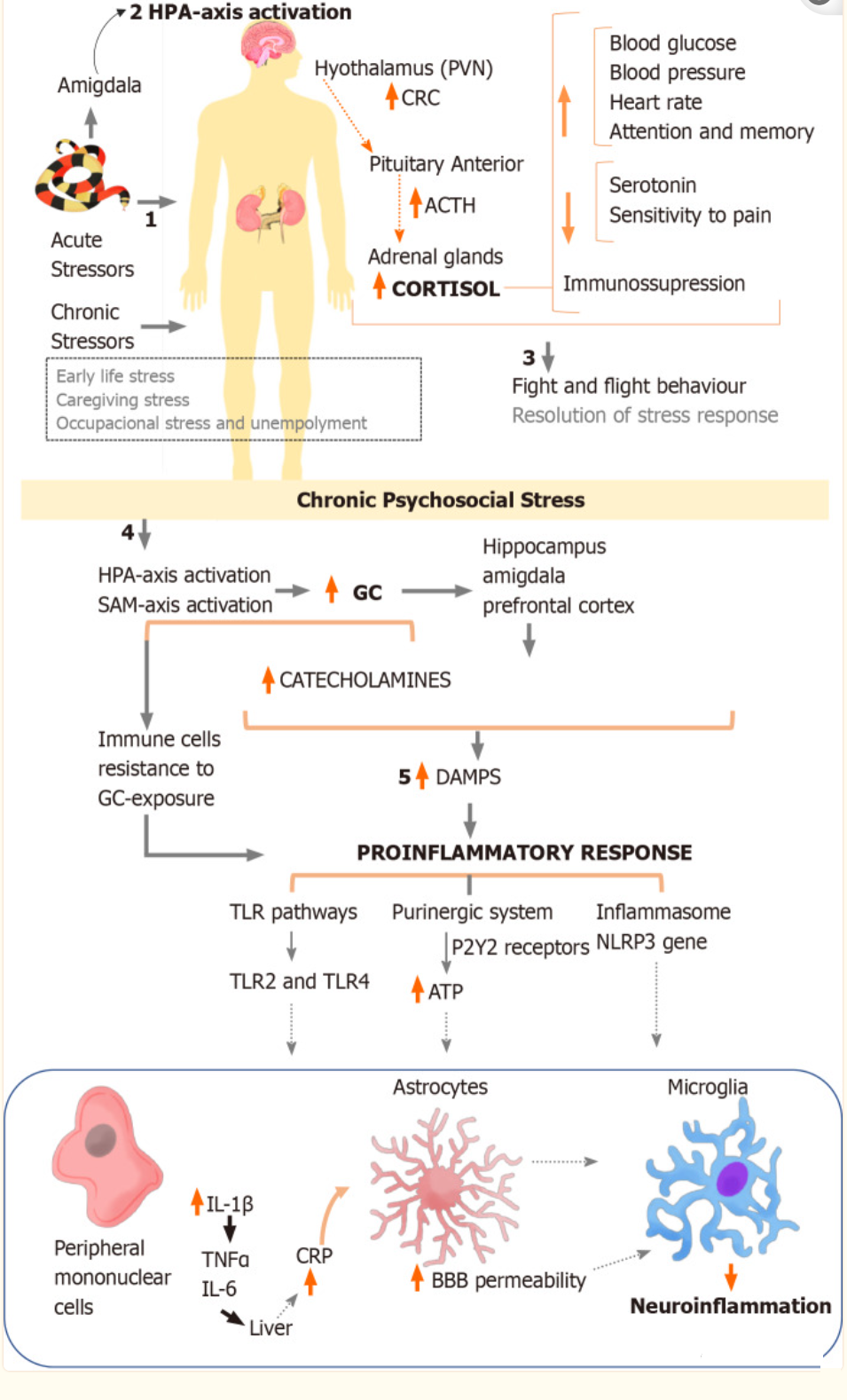 1693467029138751.png 640 (5).png