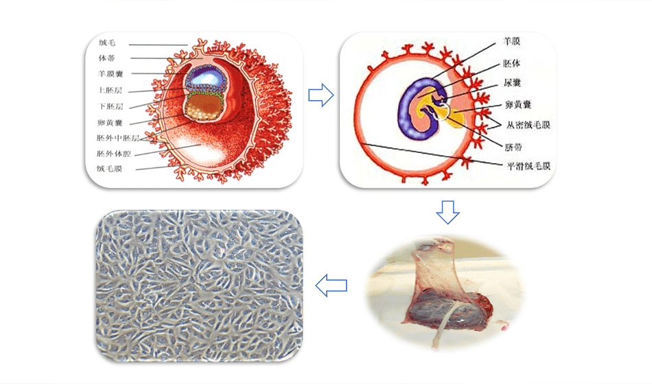 人羊膜間充質干細胞修復女性卵巢早衰，解決生育難題！