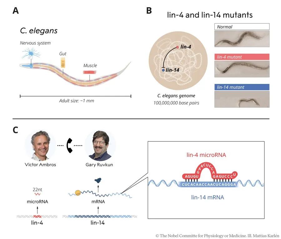 1728525463129987.jpg 640 (1).jpg